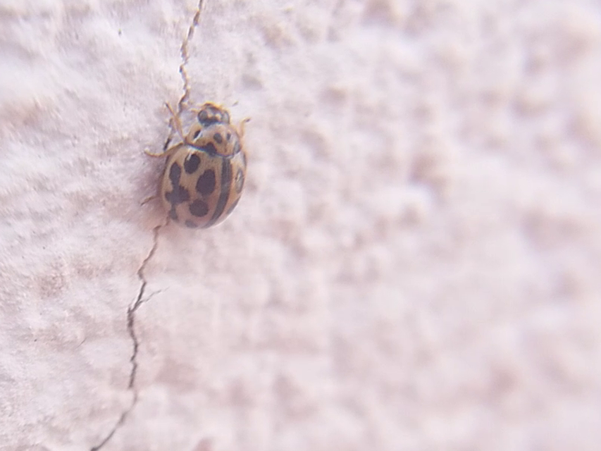 Tytthaspis sedecimpunctata - tizenhatpettyes katica