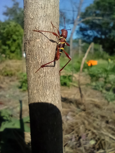 Neoclytus acuminatus - amerikai darázscincér