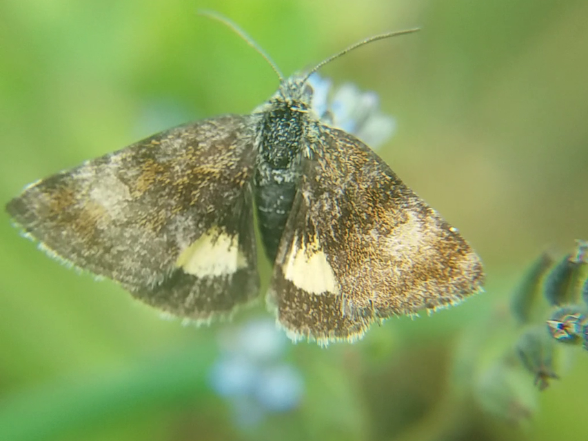 Panemeria tenebrata - apró sárgabagoly