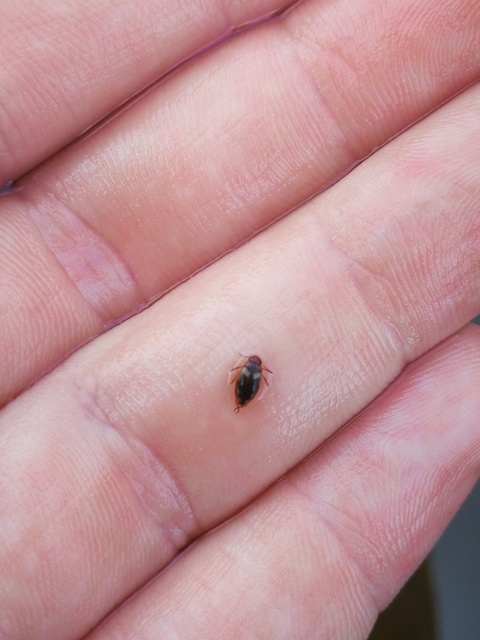 Hydroporus palustris - mocsári kiscsíkbogár