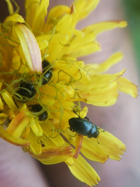 Meligethinae