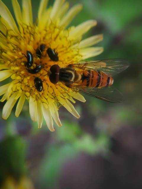 Episyrphus balteatus - ékfoltos zengőlégy
