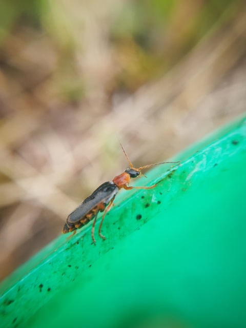 Cantharis lateralis - szegélyes lágybogár