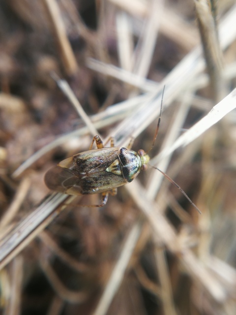 Lygus rugulipennis - molyhos mezeipoloska