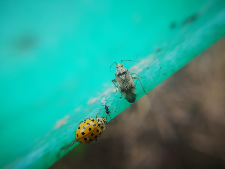 Lygus rugulipennis - molyhos mezeipoloska