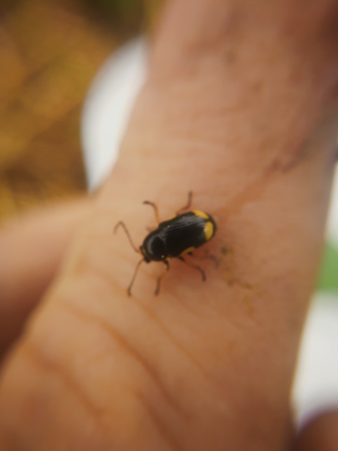Cryptocephalus moraei - közönséges zömökbogár