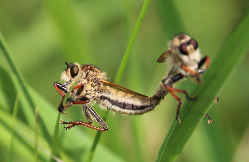 Echthistus rufinervis