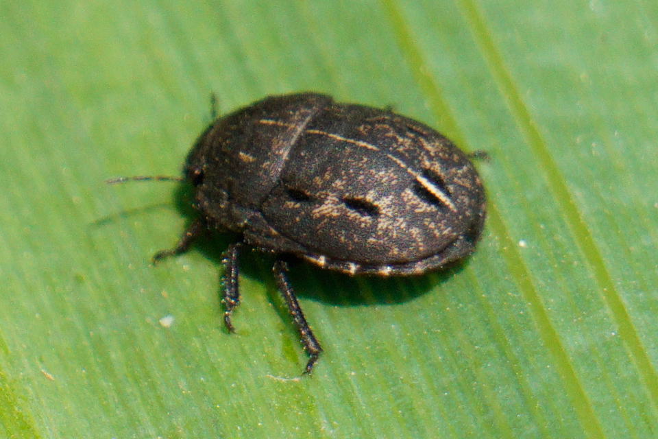 Odontoscelis Odontoscelis