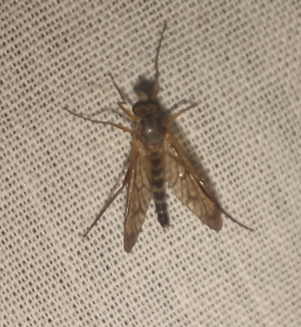 Rhagionidae - kószalégyfélék