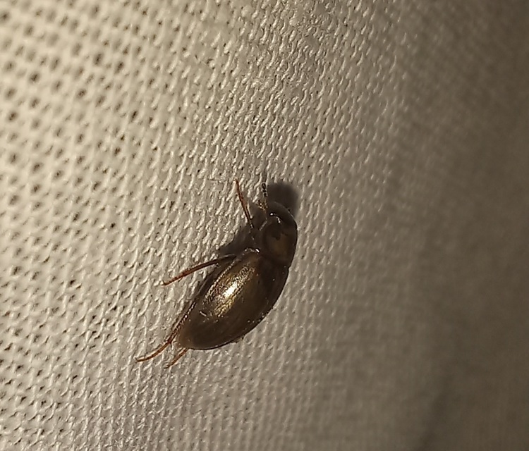Enochrus quadripunctatus - négypettyes fakócsibor
