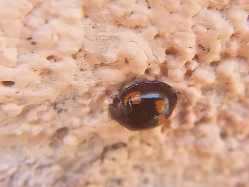Exochomus quadripustulatus - négyfoltos szerecsenkata