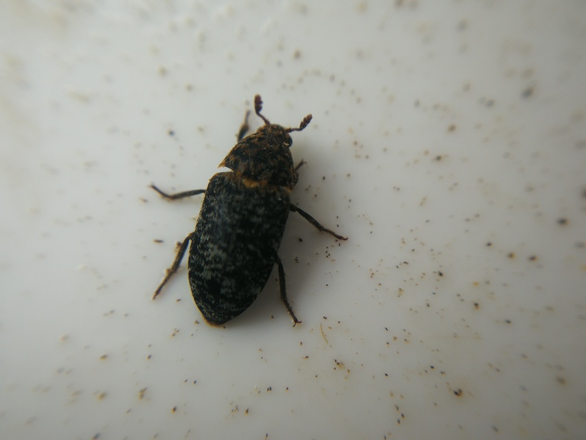 Dermestes undulatus - márványos porva Dermestes undulatus - márványos porva
