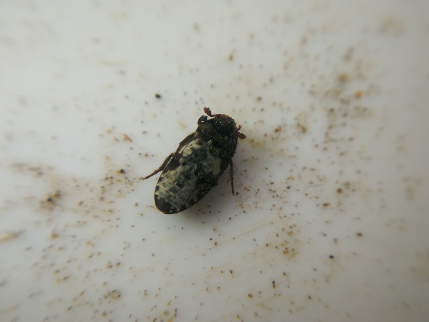 Dermestes undulatus - márványos porva Dermestes undulatus - márványos porva