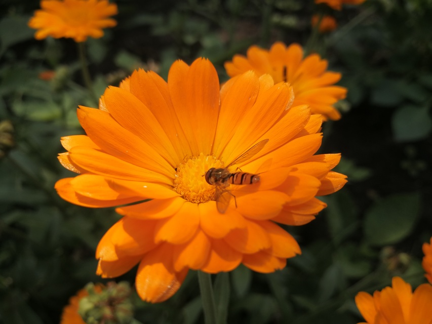 Episyrphus balteatus - ékfoltos zengőlégy