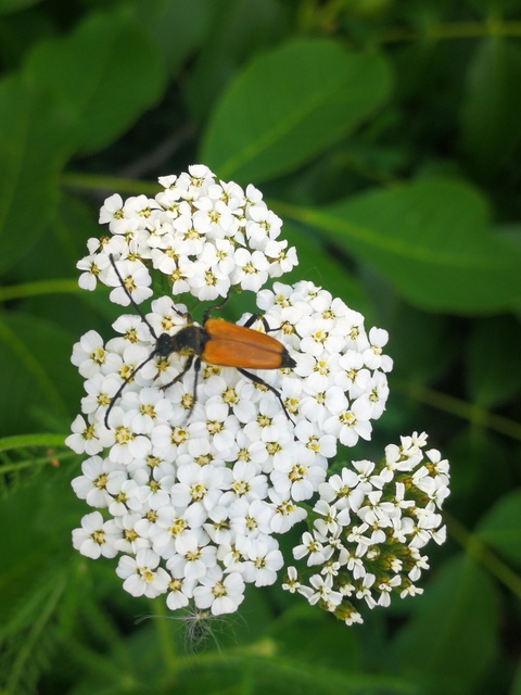 Stictoleptura fulva - vörhenyes virágcincér