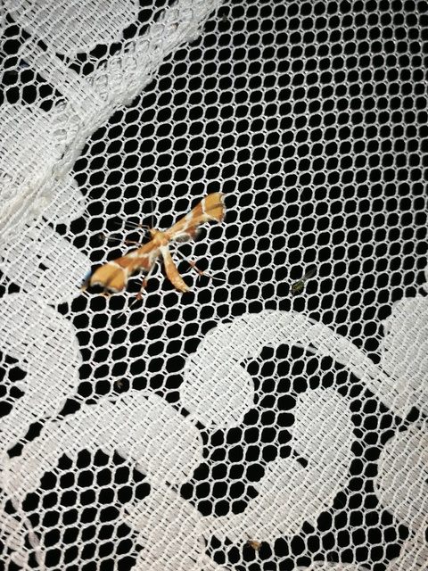 Cnaemidophorus rhododactyla - rózsabogyó-tollasmoly Cnaemidophorus rhododactyla - rózsabogyó-tollasmoly
