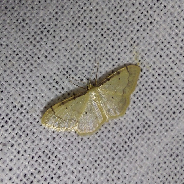 Idaea politaria - vonalas apróaraszoló