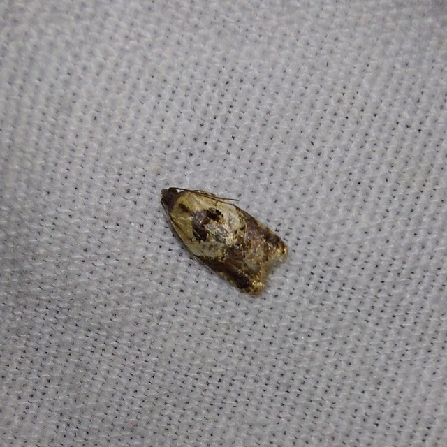 Acleris variegana - tarka levélmoly