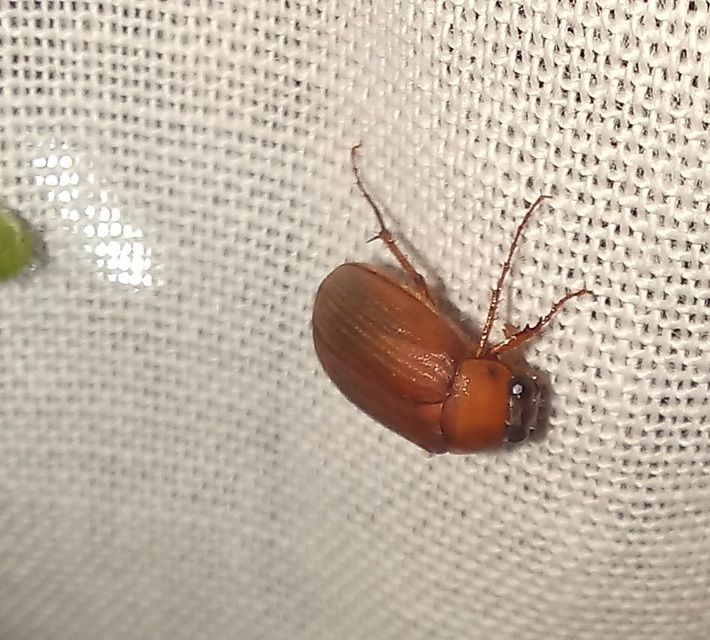 Serica brunnea - homoki kiscserebogár