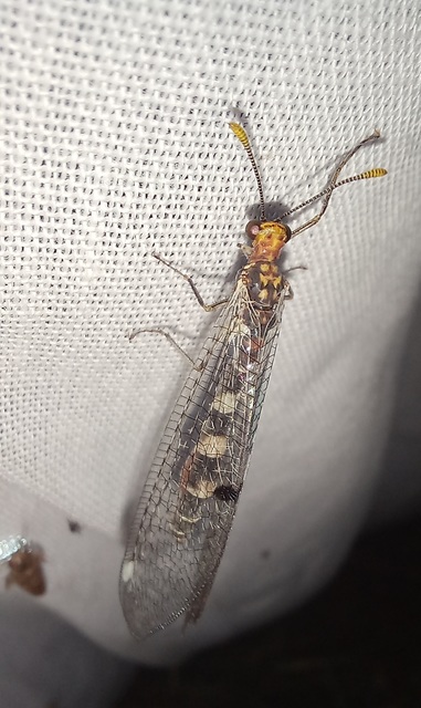 Megistopus flavicornis - kétfoltos hangyaleső