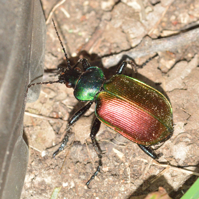 Calosoma sycophanta - aranyos bábrabló