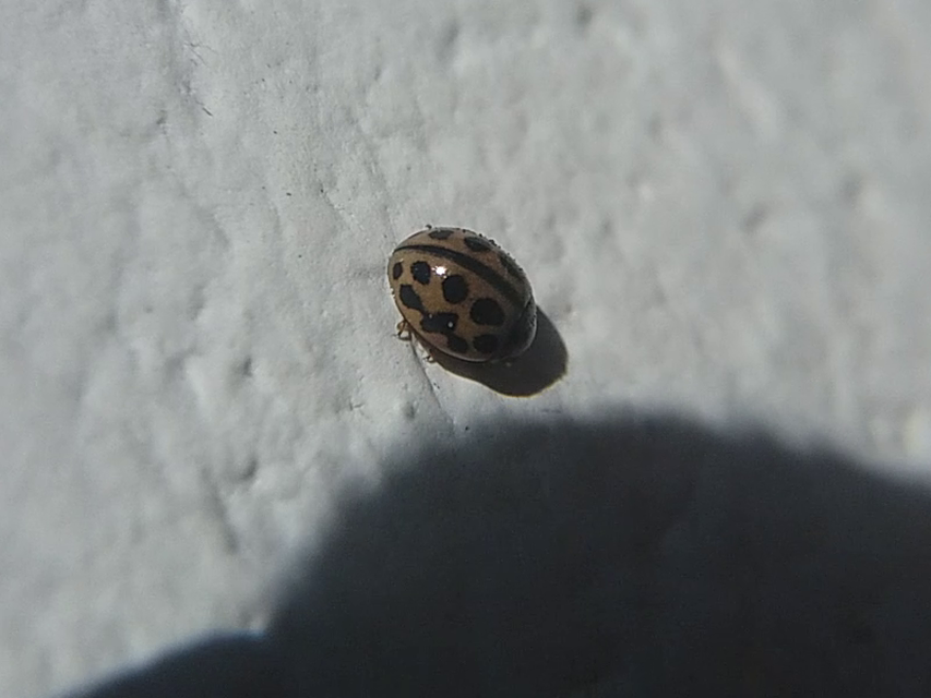Tytthaspis sedecimpunctata - tizenhatpettyes katica