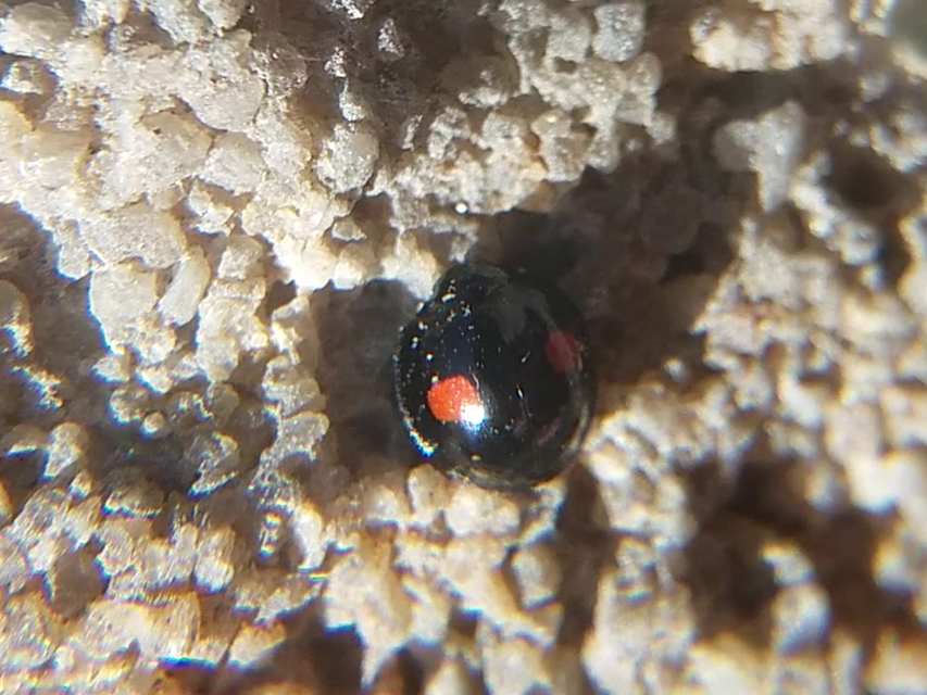 Chilocorus renipustulatus - vesefoltos szerecsenkata