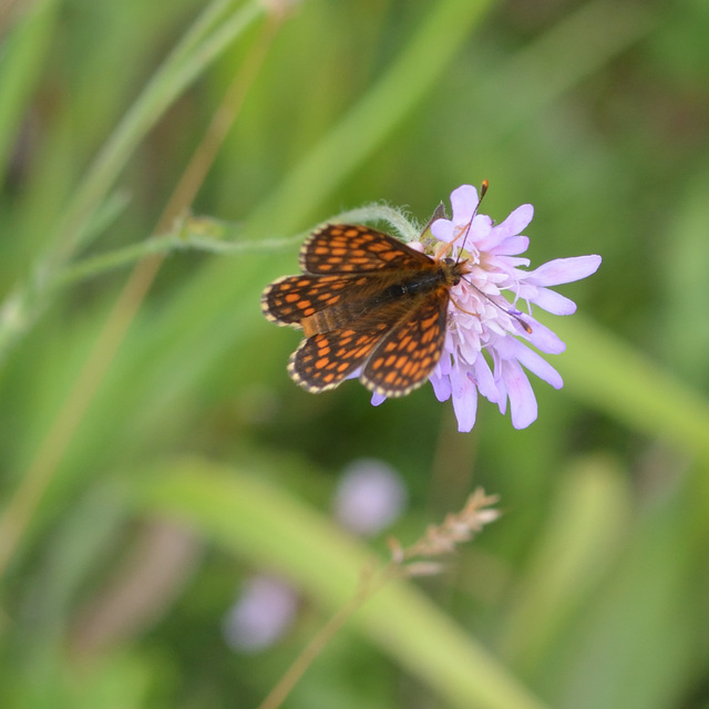 Melitaea aurelia - recés tarkalepke