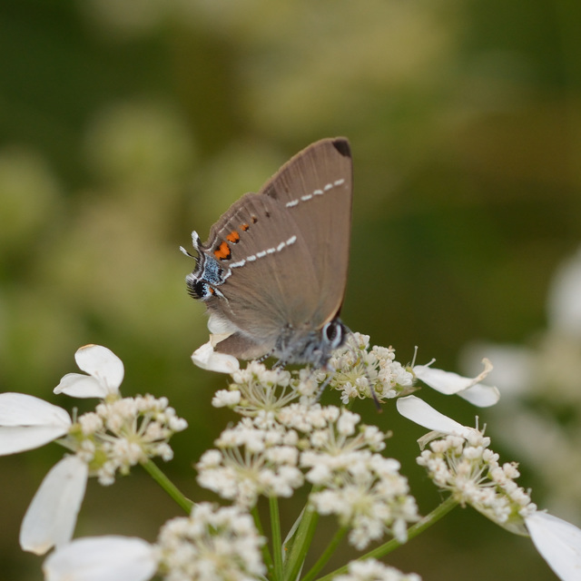 Satyrium spini - kökény-csücsköslepke