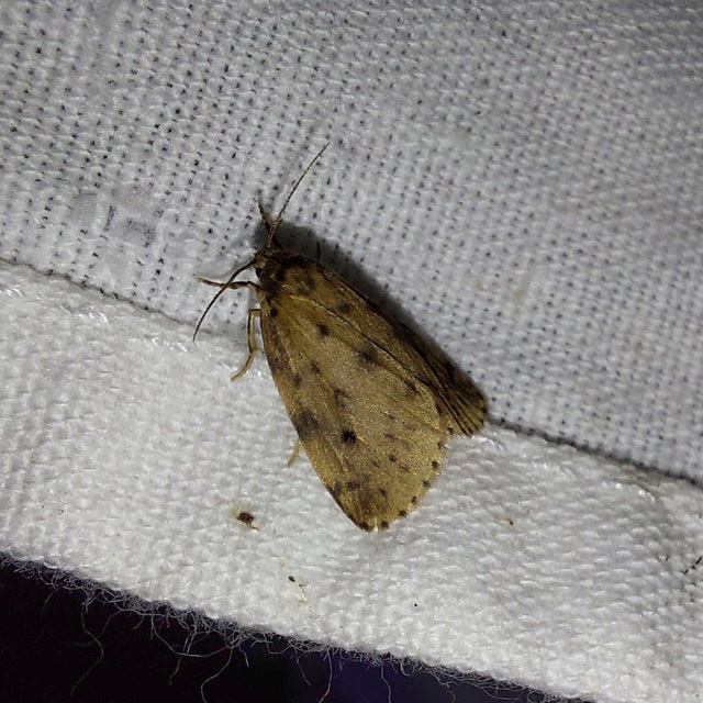 Thumata senex - mocsári medvelepke
