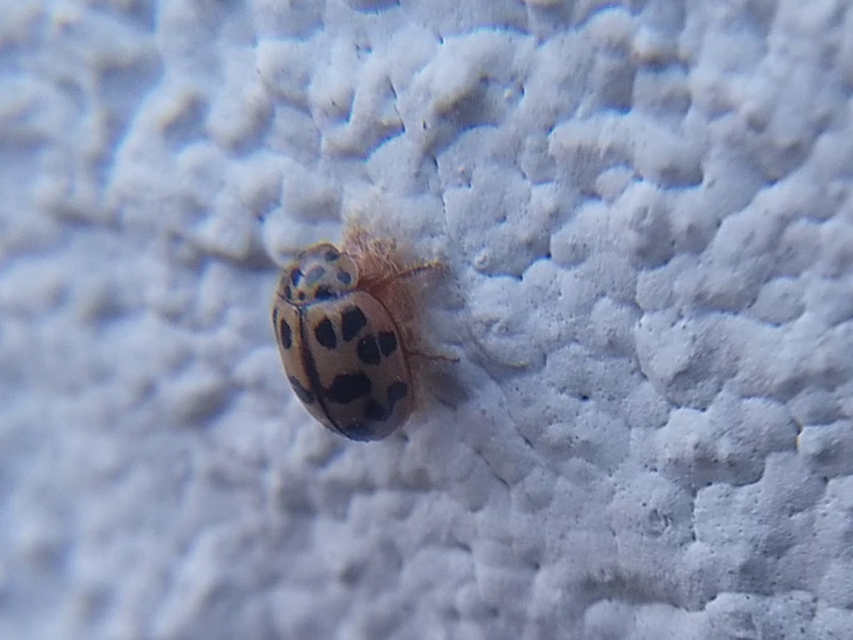 Oenopia conglobata - rózsás katica