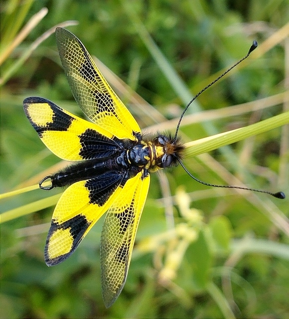 Libelloides macaronius - keleti rablópille