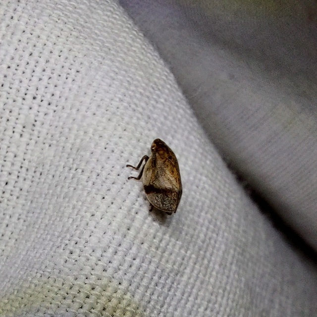 Lepyronia coleoptrata