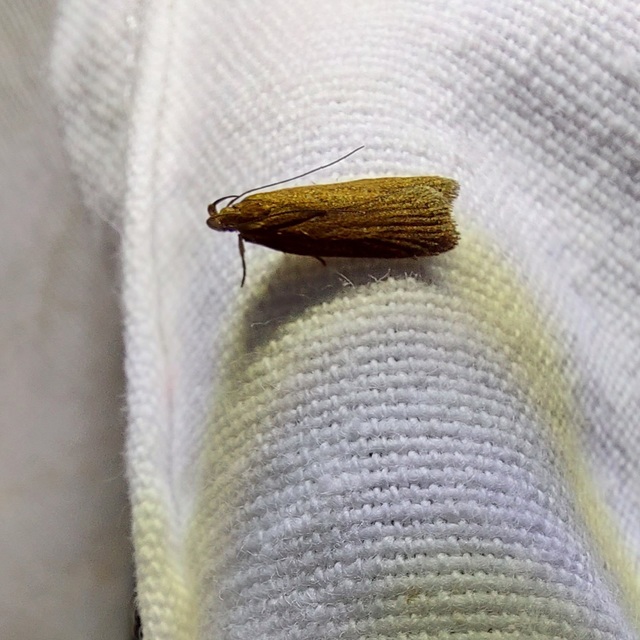 Helcystogramma