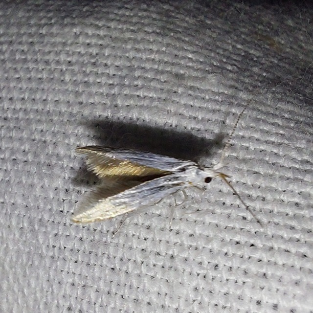 Coleophora