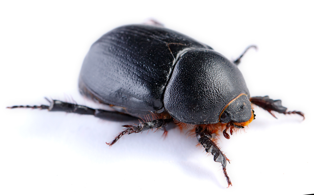 Pentodon idiota - butabogár