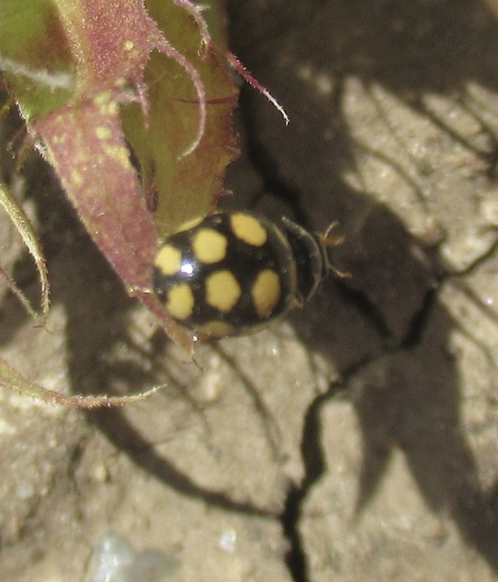 Oenopia lyncea agnata - bokorerdei katica