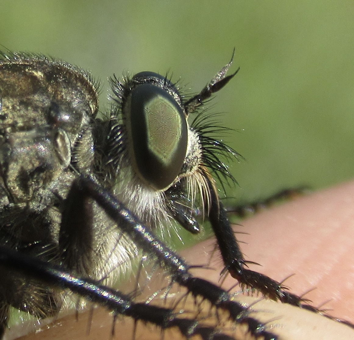Machimus caliginosus/cyanopus/setibarbis