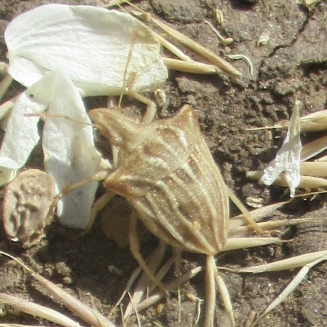 Ancyrosoma leucogrammes - vállas poloska
