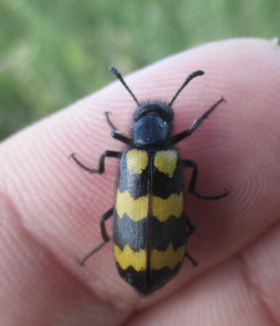Mylabris variabilis - szalagos hólyaghúzó Mylabris variabilis - szalagos hólyaghúzó