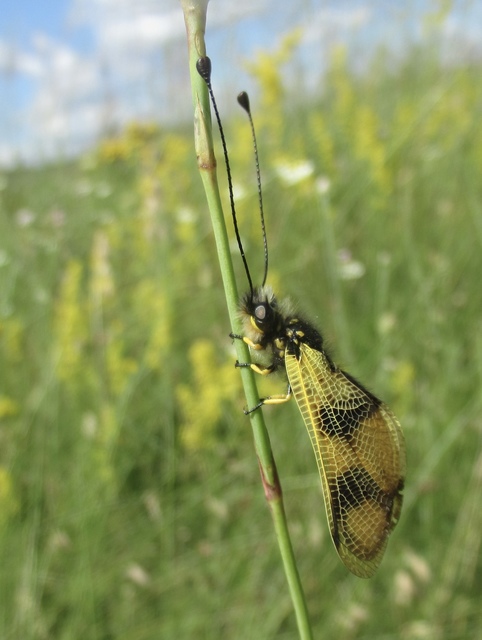 Libelloides macaronius - keleti rablópille