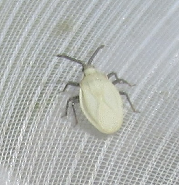 Catoplatus