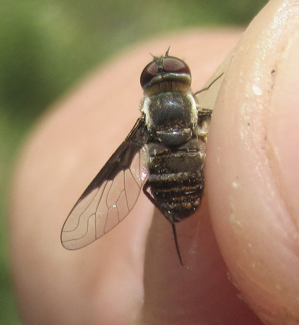 Exhyalanthrax afer