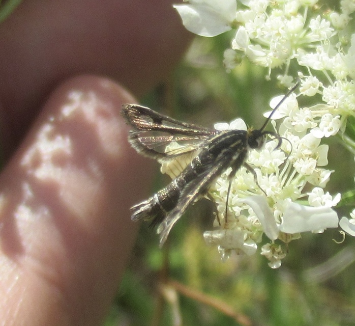 Sesiidae - szitkárfélék