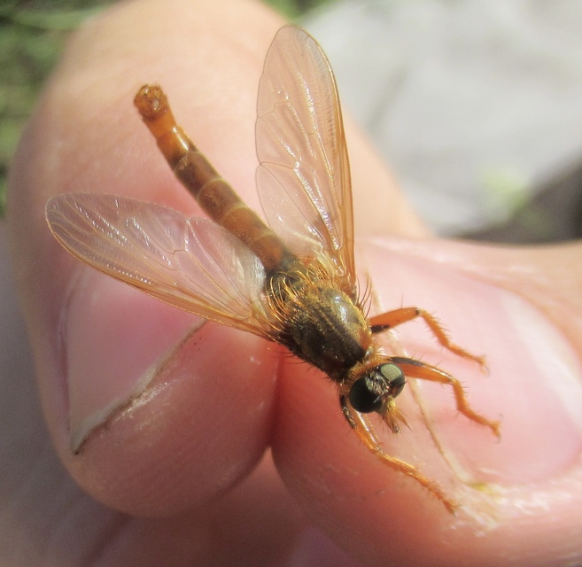 Stenopogon sabaudus