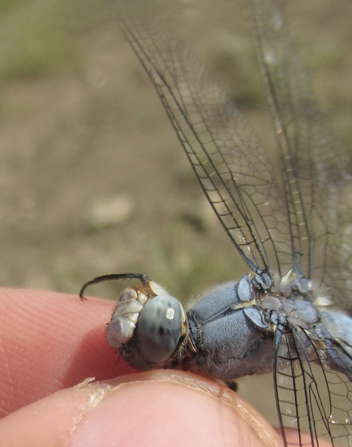 Orthetrum brunneum - pataki pásztorszitakötő