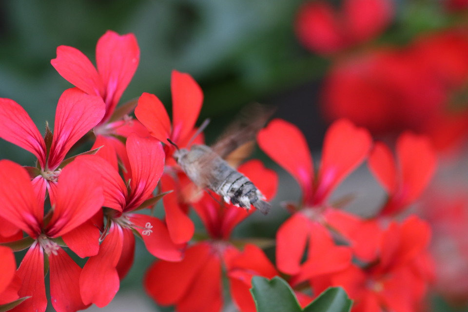 kacsafarkú szender - Macroglossum stellatarum