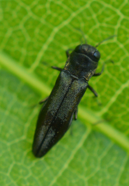 Agrilus derasofasciatus - szőlő-karcsúdíszbogár