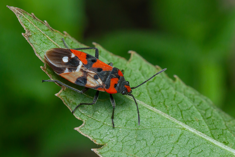 Lygaeus equestris/simulans