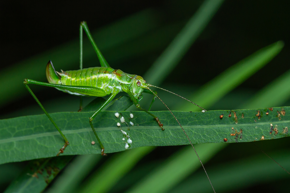Leptophyes albovittata - közönséges virágszöcske